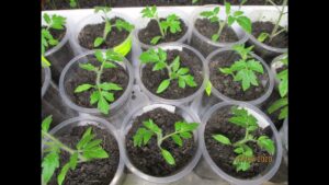 chem-polit-rassadu-tomatov-posle-pikirovki