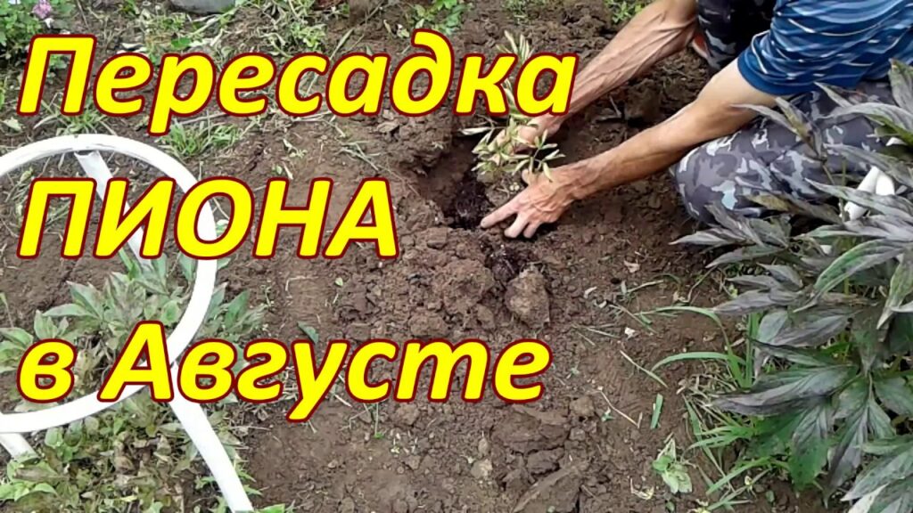 kak-peresadit-pion-v-avguste-na-drugoe-mesto