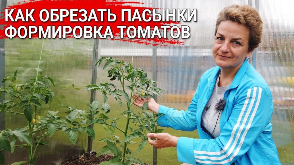 kak-pravilno-pasynkovat-pomidory-v-otkrytom-grunte