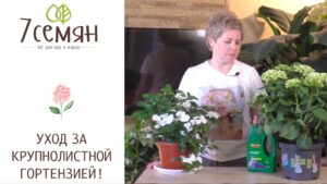 kak-uhazhivat-za-gortenziej-v-gorshke-v-domashnih-usloviyah