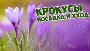 krokus-chto-eto-za-rastenie